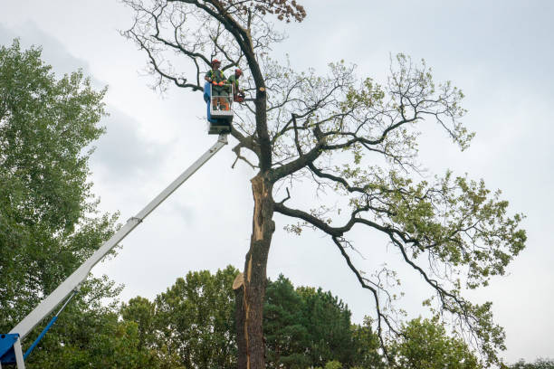 Best Tree Preservation Services  in Puyallup, WA