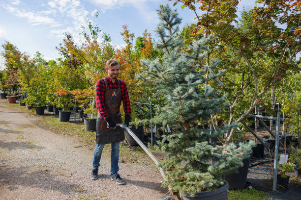 Best Emergency Tree Removal  in Puyallup, WA