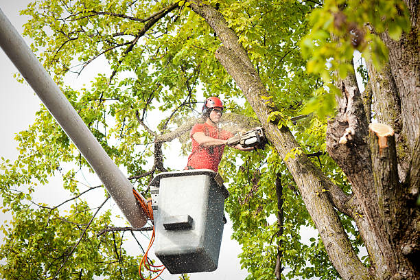 Why Choose Our Tree Removal Services in Puyallup, WA?